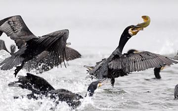 잠수능력이 뛰어난 텃새화된 겨울철새인 ‘민물가마우지’.
