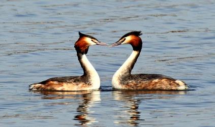 번식할 때 구애춤을 추는 ‘뿔논병아리’.