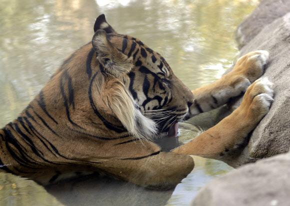 호랑이가 19일(현지시간) 미국 애리조나주 피닉스 동물원에서 더위를 식히기 위해서 물 속에 몸을 담그고 있다. AP 연합뉴스