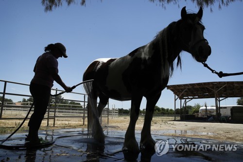 19일 폭염이 지속된 미국 라스베이거스에서 한 여성이 더위에 지친 말에 물을 뿌려주고 있다. [AP=연합뉴스]
