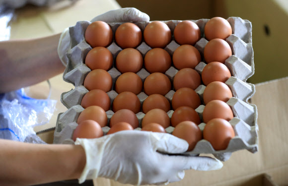 유럽서 ‘살충제 달걀’ 논란