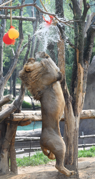 낮이 가장 긴 하지인 21일 오전 경기 용인 에버랜드 동물원 사파리에서 사자가 나무에 매달린 먹이를 먹고 있다.  도준석 기자 pado@seoul.co.kr
