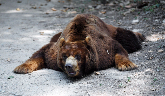 낮이 가장 긴 하지인 21일 경기 용인 에버랜드 동물원 사파리에서 곰이 엎드려 휴식을 취하고 있다.  도준석 기자 pado@seoul.co.kr