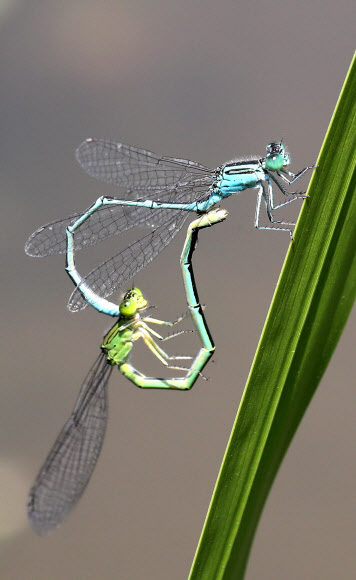 실잠자리의 하트 사랑