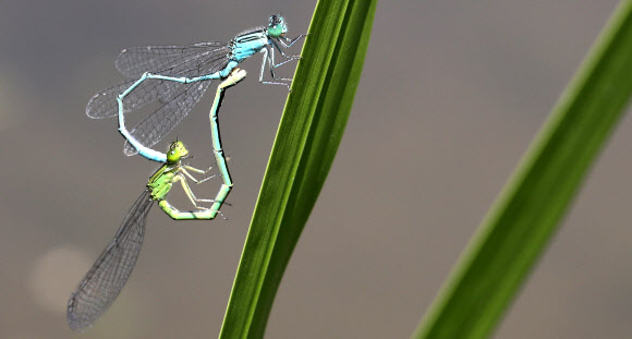 실잠자리의 하트 사랑