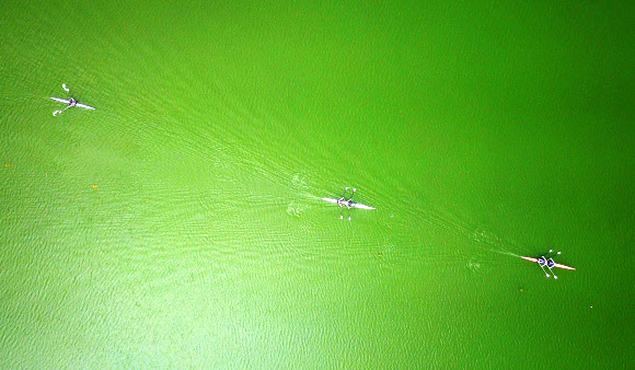 녹색으로 변한 저수지