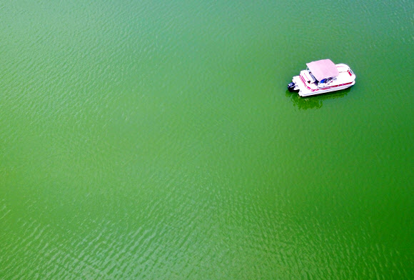 녹색으로 변한 저수지