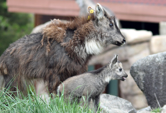 ”어린 산양이 또 태어났어요”