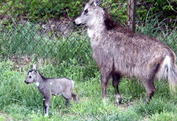 ”어린 산양이 또 태어났어요”
