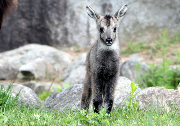 양구 산양센터에서 최근 태어난 어린 산양