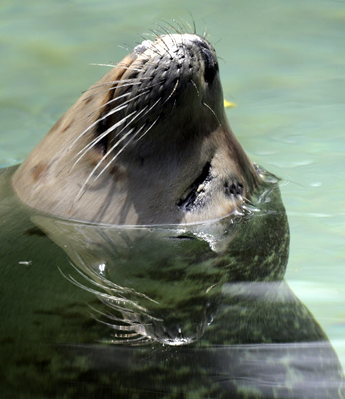 바다표범이 26일(현지시간) 독일 아우크스부르크 동물원에서 물 밖으로 얼굴을 내밀고 햇빛을 즐기고 있다. AP 연합뉴스
