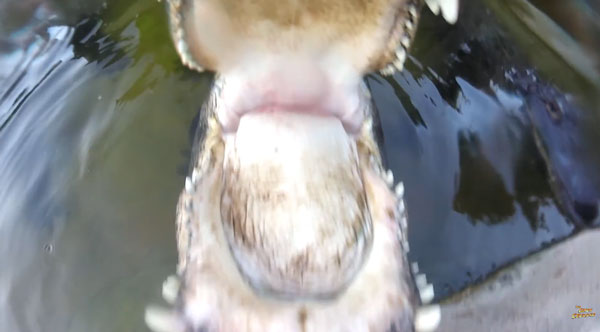 TheGatorCrusader youtube