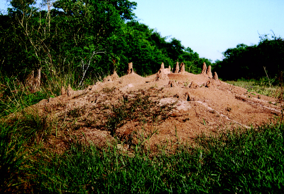 아르헨티나산 아타속개미가 만들어 놓은 거대한 둥지. 아타속개미처럼 의사소통 체계를 통한 협동과 노동 분업이 잘 발달한 사회성 곤충들의 군락, 즉 ‘초유기체’는 적어도 과거 5000만년 동안 육상 환경 대부분을 지배해 온 것으로 파악된다. 사이언스북스 제공