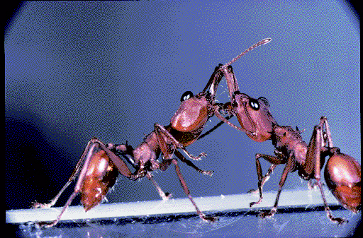 신열대구 개미 종인 다케톤 아르미게룸 일꾼개미 두 마리가 입으로 먹이 교환을 하며 접촉 신호로 의사소통을 하고 있다. 사이언스북스 제공