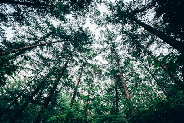 강원 횡성 낙엽송숲은 80년생 수목이 우거져 계절과 날씨에 따라 다양한 모습을 연출한다. 목재 생산이 아닌 교육과 관상을 위한 ‘100년 숲’으로 보존할 계획이다. 산림청 제공