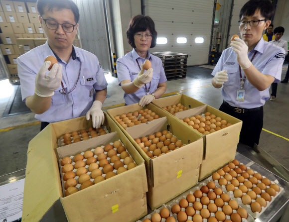 ’태국산 반값 계란’ 육안검사