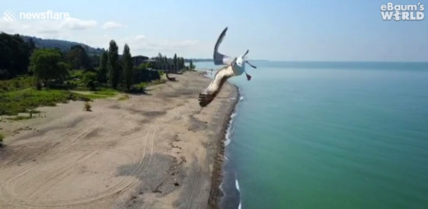 newsflare / ebaumsworld.com