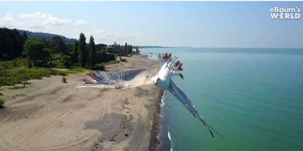 newsflare / ebaumsworld.com