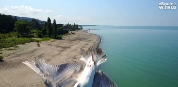 newsflare / ebaumsworld.com