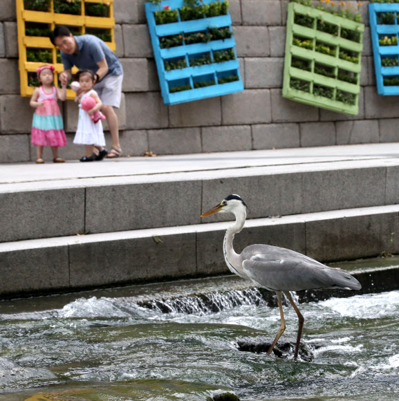 청계천 왜가리
