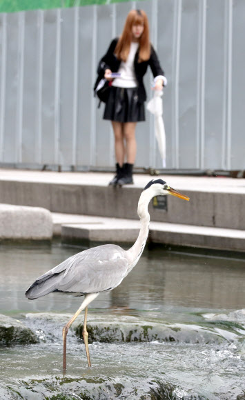 청계천 왜가리 먹이 구하기