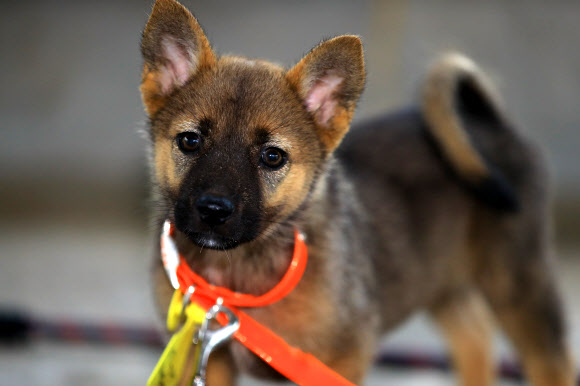 제주도 축산진흥원이 11일 추첨을 거쳐 일반에 분양하는 제주 고유종 제주개의 강아지.  연합뉴스