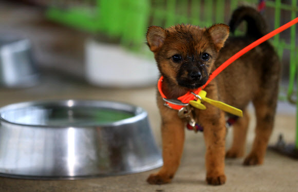 제주도 축산진흥원이 11일 추첨을 거쳐 일반에 분양하는 제주 고유종 제주개의 강아지.  연합뉴스