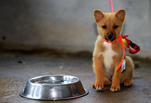 제주도 축산진흥원이 11일 추첨을 거쳐 일반에 분양하는 제주 고유종개의 제주개 강아지. 연합뉴스