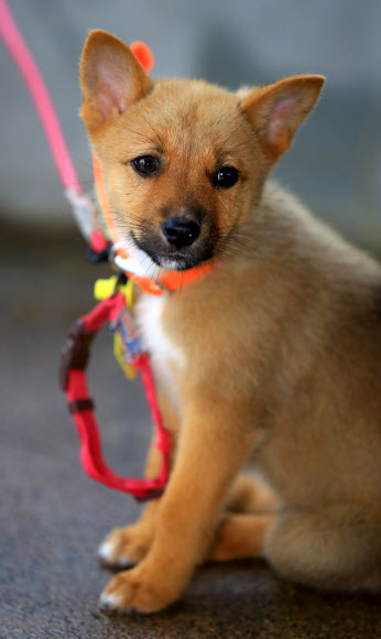 제주도 축산진흥원이 11일 추첨을 거쳐 일반에 분양하는 제주 고유종 제주개 강아지.  연합뉴스