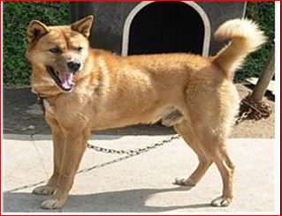 제주개. 제주도축산진흥원 캡처