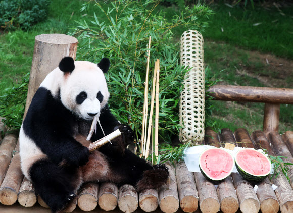 여름 보양식 먹는 러바오