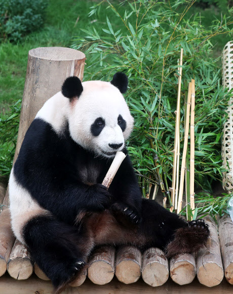 여름 보양식 먹는 러바오