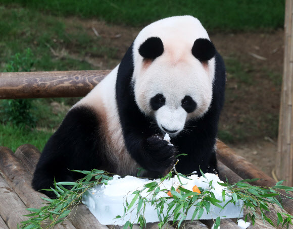 러바오 ’시원한 빙수가 좋아’