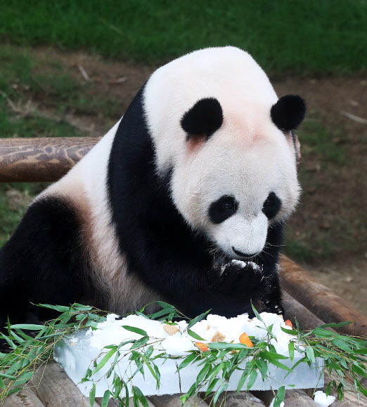 러바오 ’시원한 빙수가 좋아’