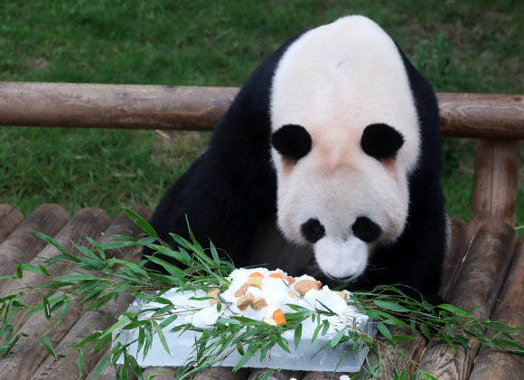 빙수 먹는 러바오