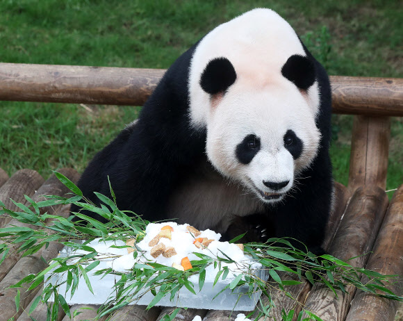 러바오 ’시원한 빙수가 좋아’