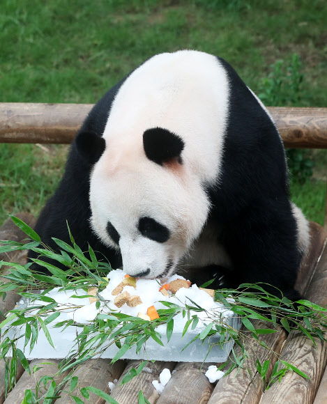 빙수 먹는 러바오