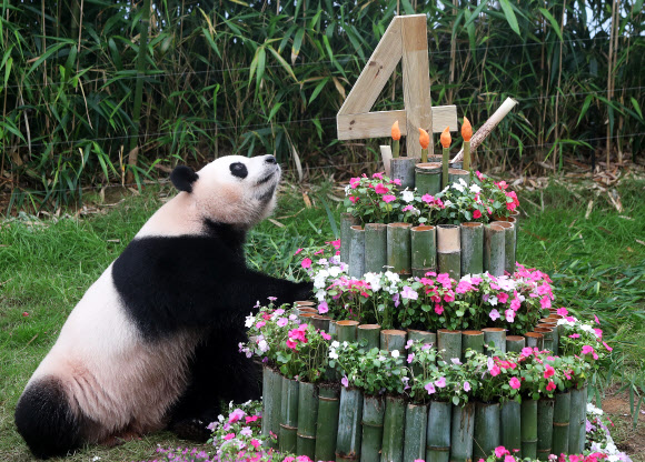 생일 케이크 받은 아이바오
