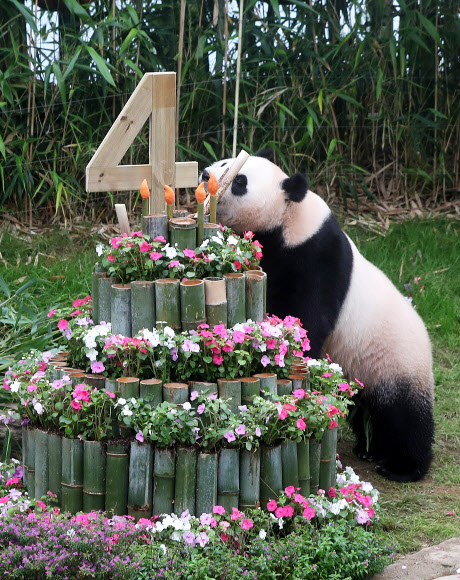 생일 케이크 받은 아이바오