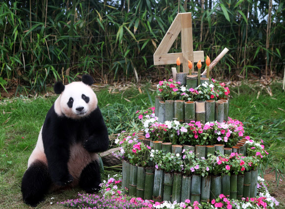 생일 케이크 받은 아이바오