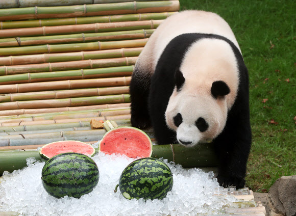 아이바오 ’여름에는 수박이지’