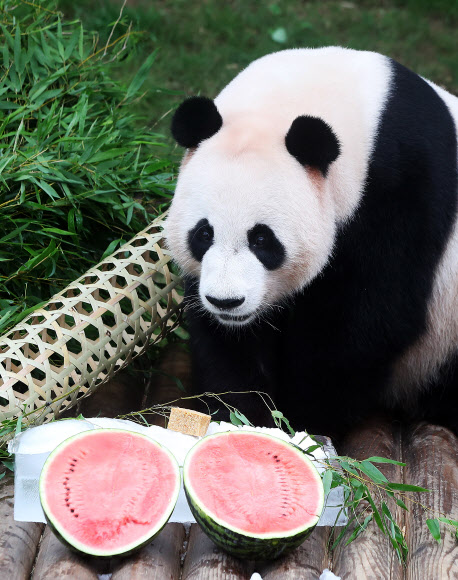 여름에는 수박이지