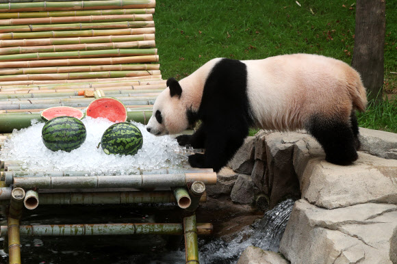 아이바오의 완벽한 피서법