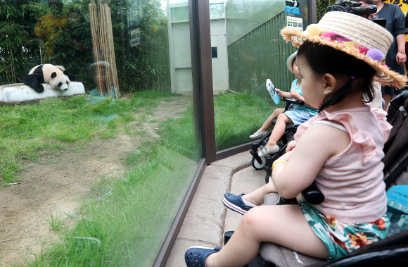 ’판다야 누워있지만 말고’