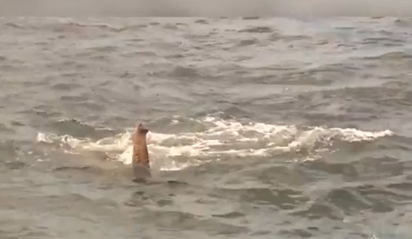 United News International youtube