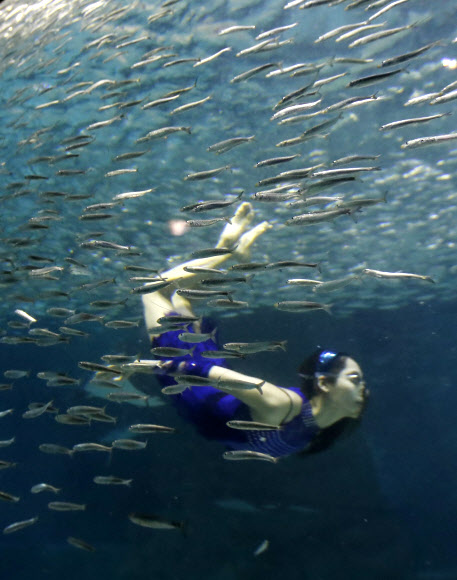 정어리와 함께 시원한 여름을