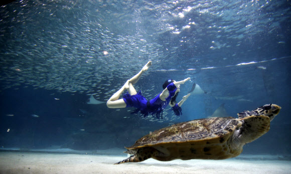 정어리떼와 춤을