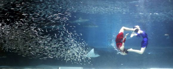 정어리와 함께 춤을