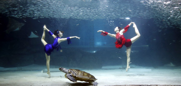 화려한 정어리쇼