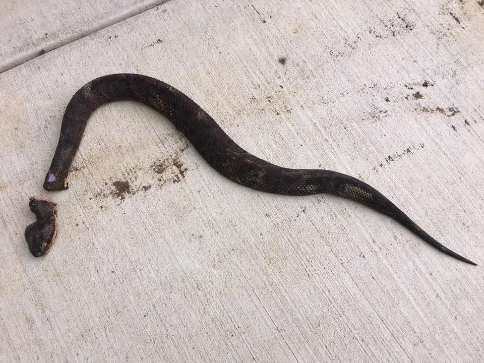 사진=Jill-Scott Mollett